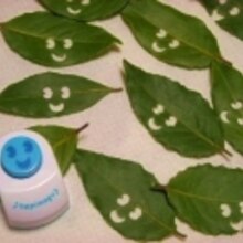 ハーブ屋さんの スマイル ローリエ レシピ 作り方 By ブルーボリジ 楽天レシピ ハーブ屋さんの スマイル ローリエ レシピ 作り方 By ブルーボリジ 楽天レシピ